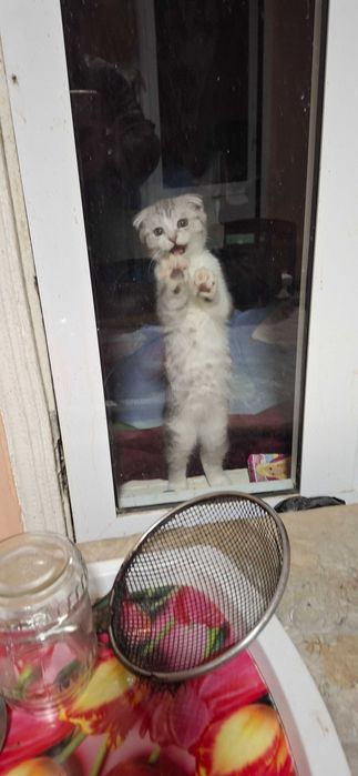Скотиш фолд продаются
