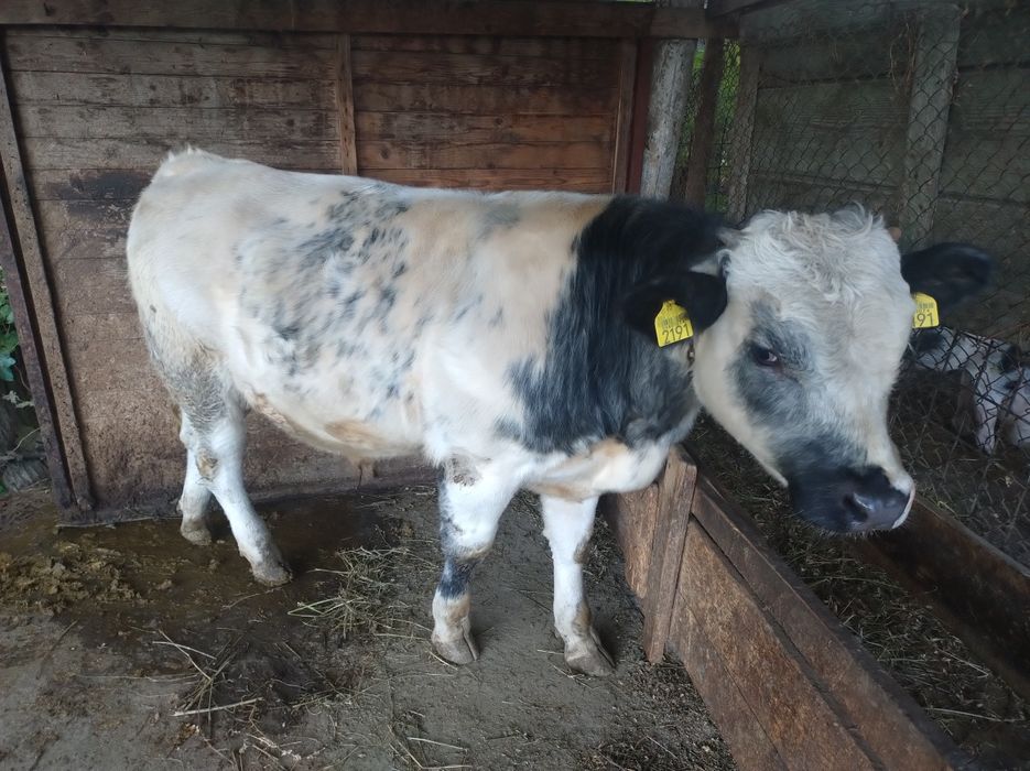 Vitel Albastru Belgian 6 luni jumate, peste 300kg
