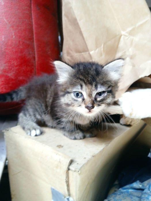Котята от родителей крысоловов