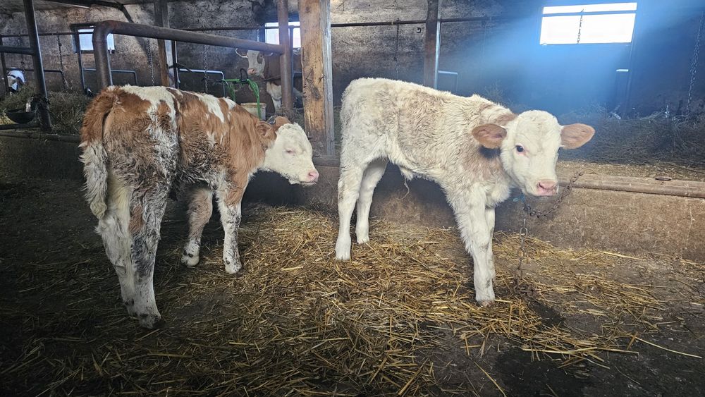 Vitei Vitel vitea  Tauras -Baltata Românească de lapte