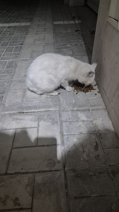 Подаряваме бяло женско коте.
