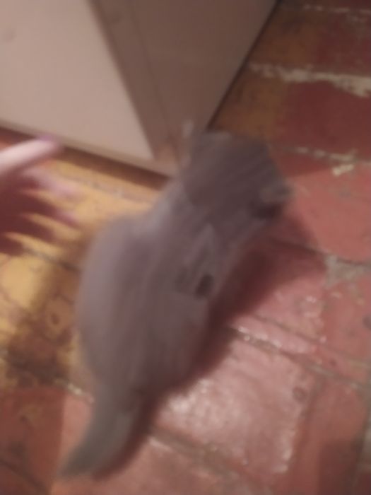 Шатланскую девочку