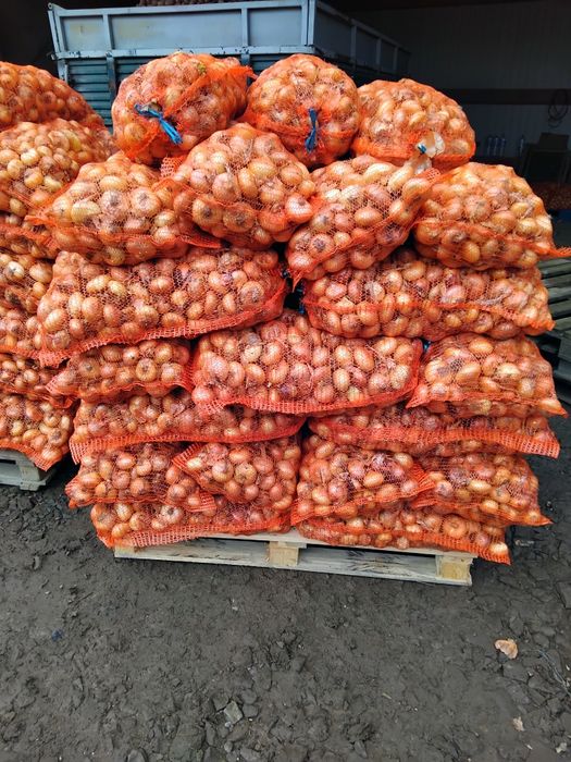 Ceapă plată  și cartofi