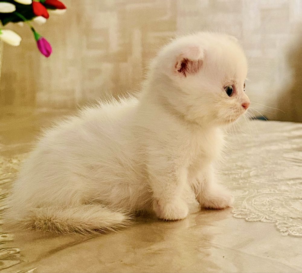 Манчкин коротка лапа фолд