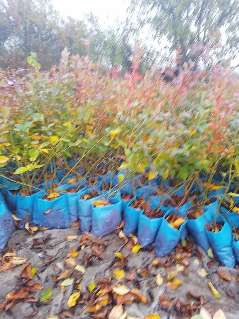 Vindem afine la ghiveci și smochinil la ghiveci