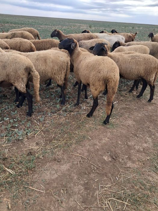 Oi carabase de prăsilă
