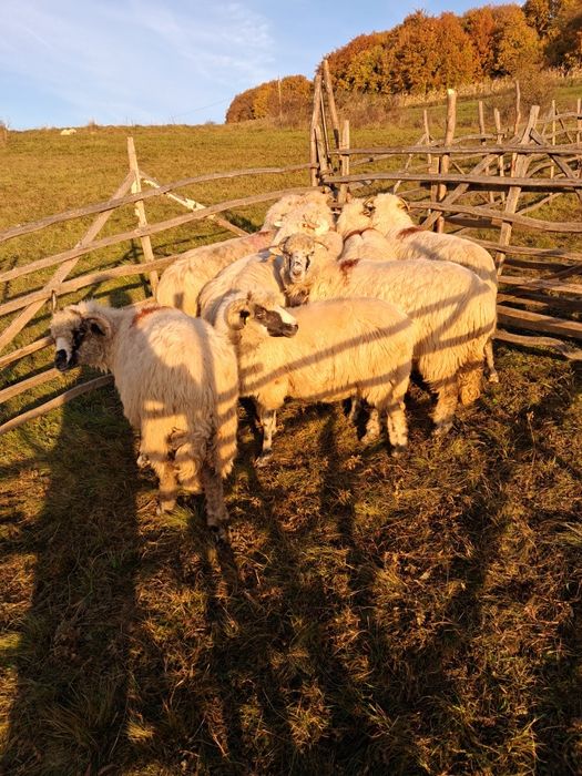 De vânzare oi si capre