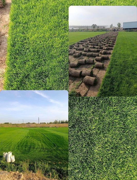 Газон рулонный газон таййор полив установка