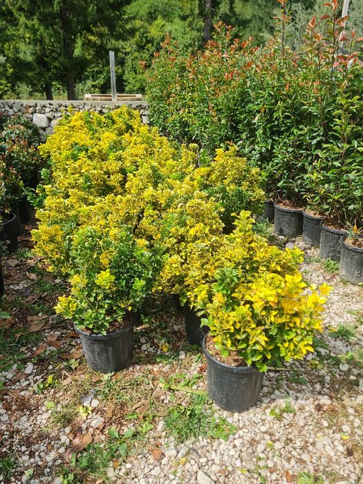 Plante ornamentale