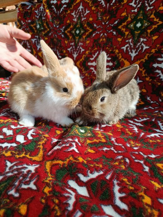 Karlik baran Sotiladi