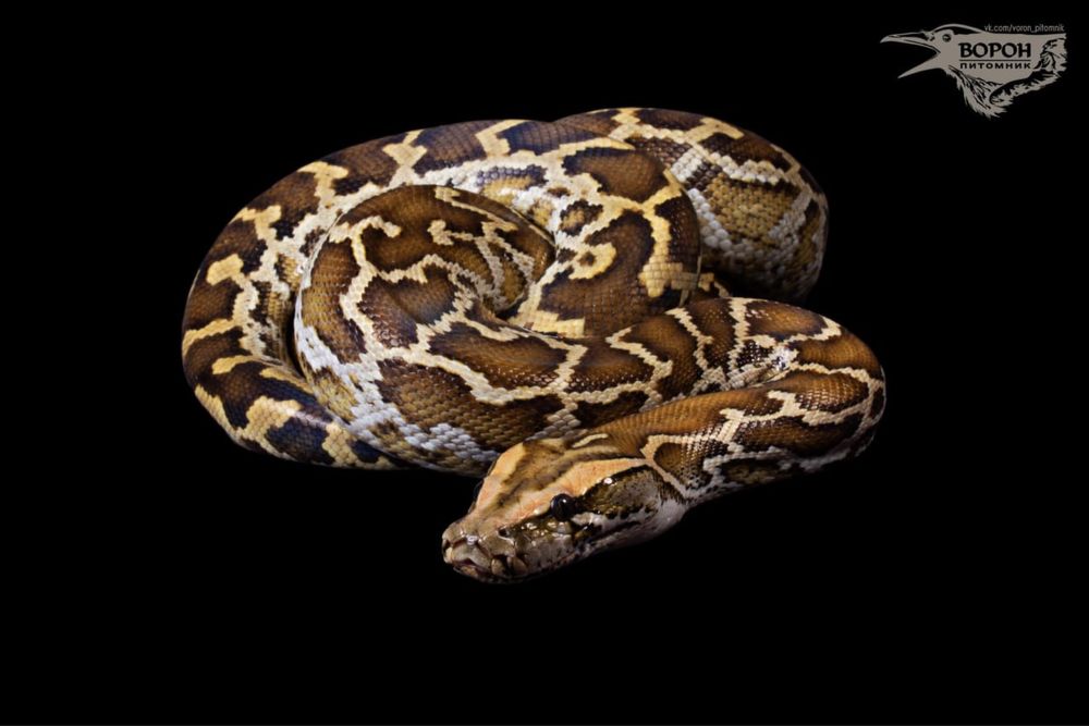 Тигровые питоны малыши