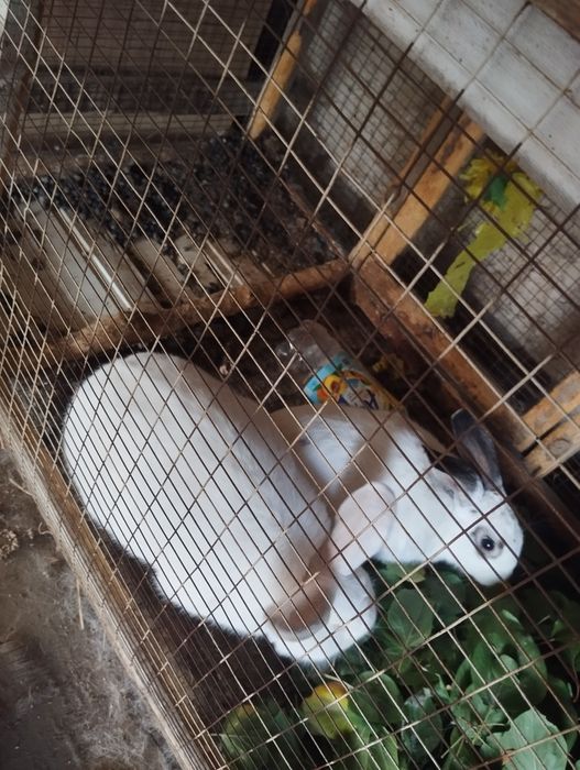 Quyonlar erkak ikkalasi 300 ming