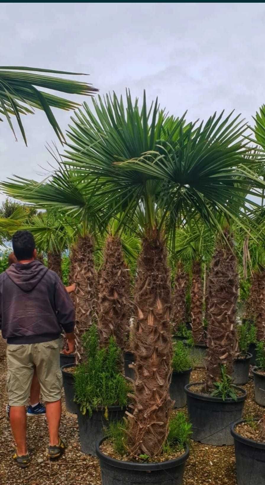 palmieri rezistenti la frig**
