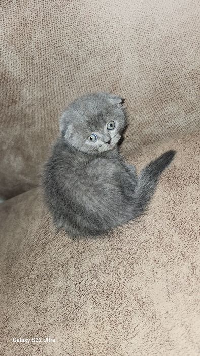 Котята скотиш фолд и  страйт