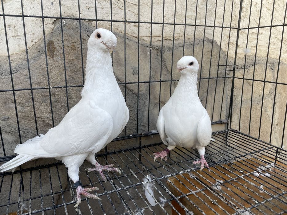 Продаются голуби