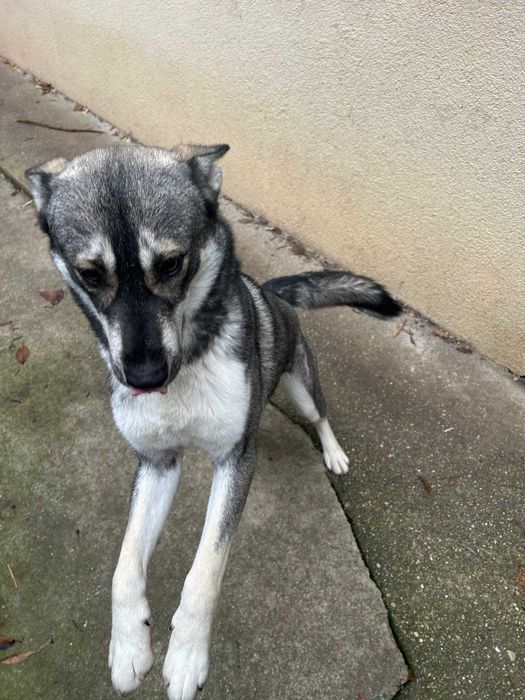 Donez metis Husky – afectuos și prietenos