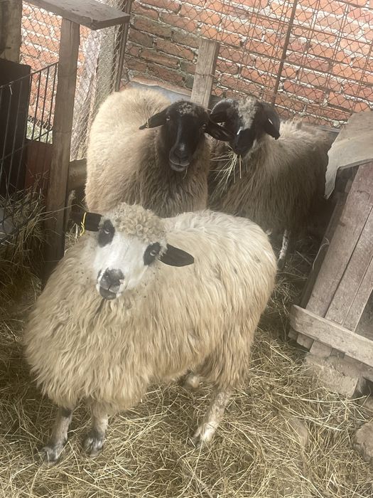 Vand 2 oi si un berbec