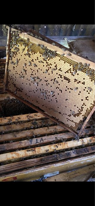 Vând familii de albine