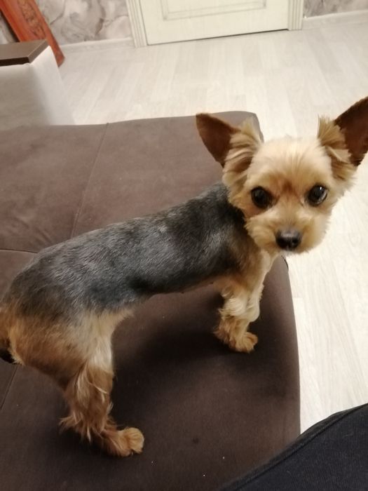 Продам Йоркширского терьера бейби миник