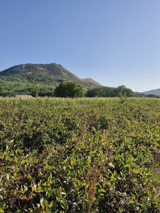 Aronia de vânzare!