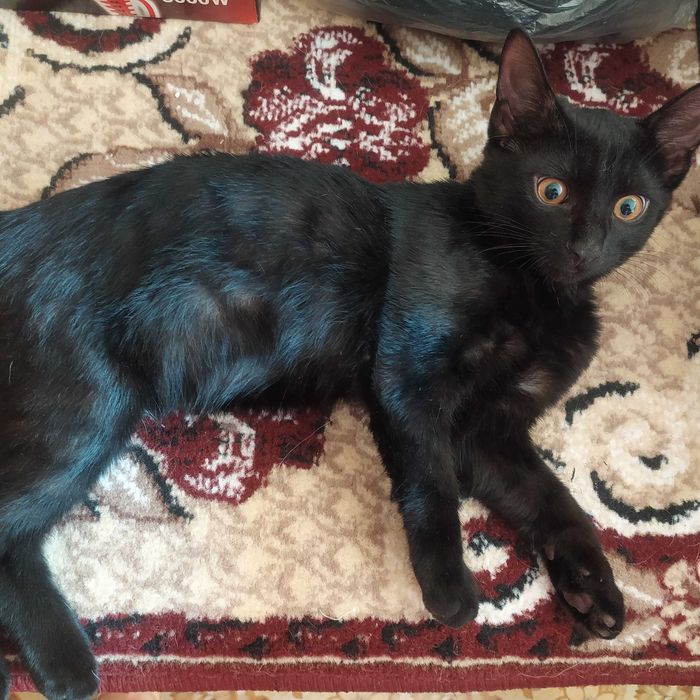 Котёнок в добрые руки