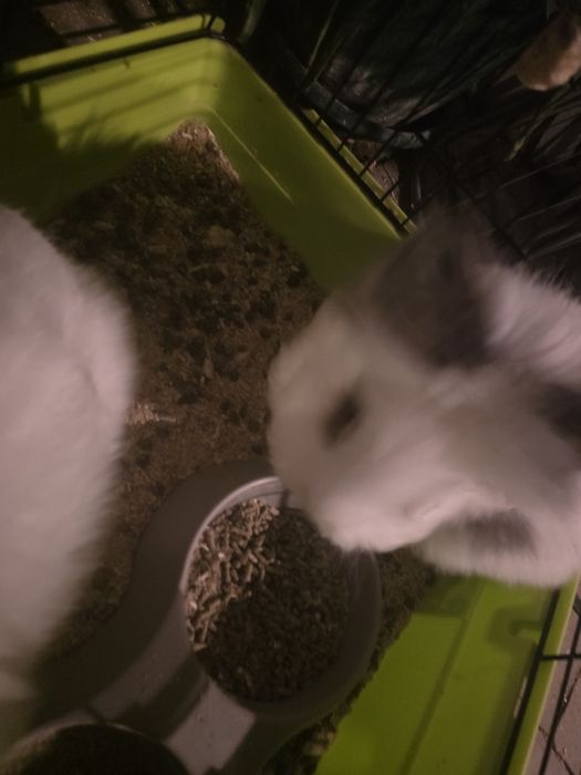 Vând 2 iepuri cap de leu pitic masculi în vârstă de 4 luni