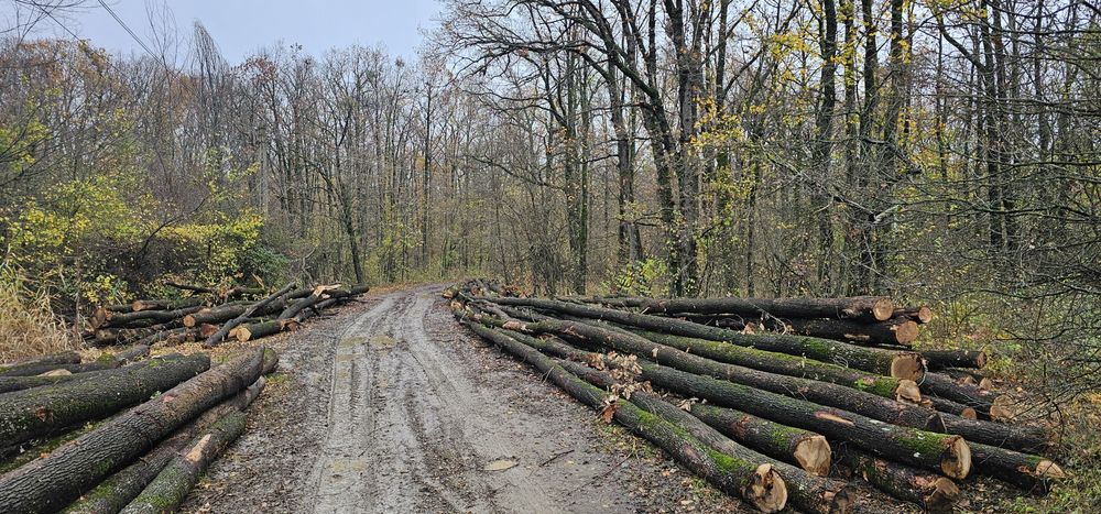 Lemn de foc uscat si verde