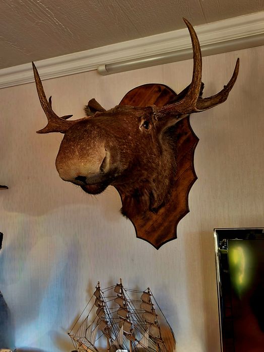 Trofeu bust elan / moose