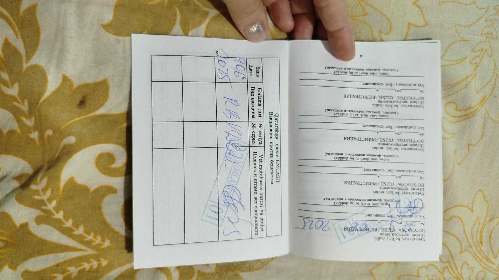 Продаётся собачка Мопсик (девочка)8 месяцев .срочно!!!