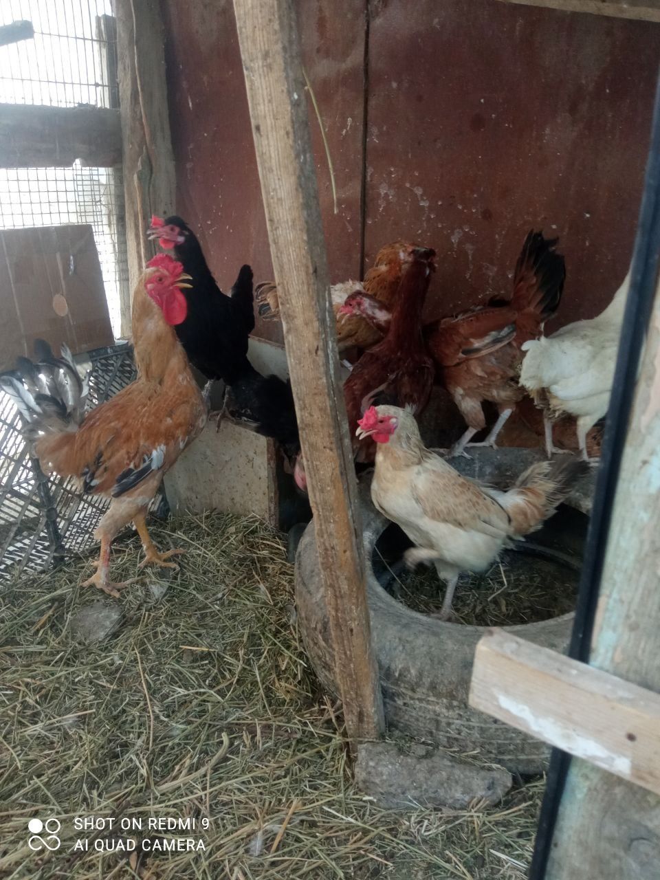 Joydori tovuqlar sotiladi xammasi sog'lom
