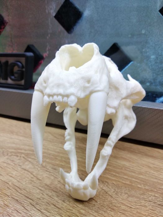 Череп саблезубова  тигра