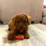 Pui Caniche / Pudel Toy / Pitic / Standard