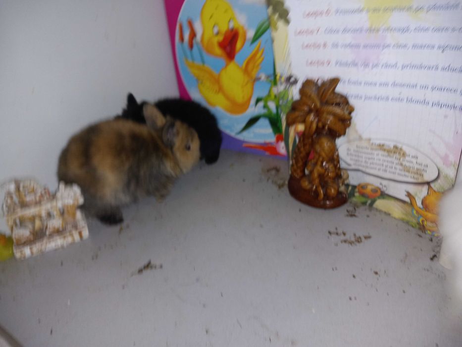 Iepurasi Mini Toys Iepuri Pitici de Companie