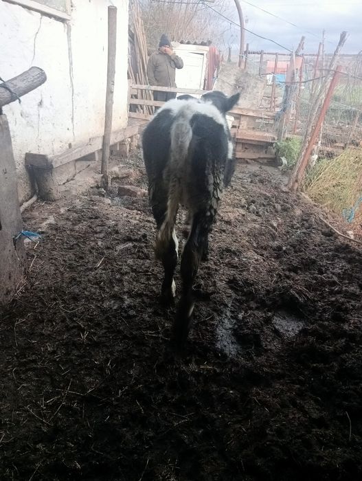 Vițea de vânzare înțărcată