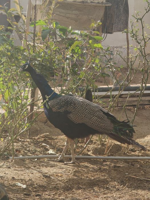 Павлин самец 4 летний