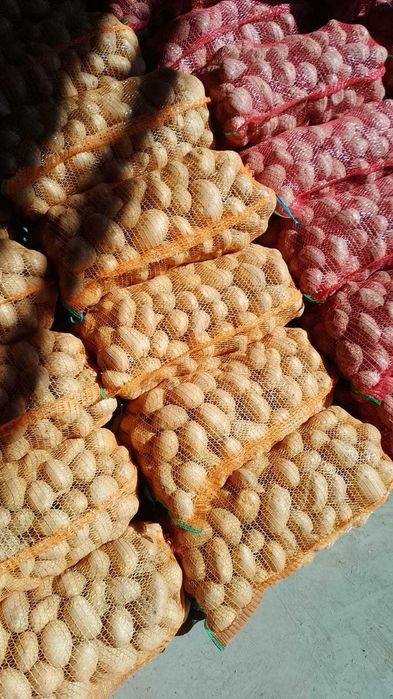 Cartofi consum Carrera Bellarosa Red Fantasy Ultra, Samanta import