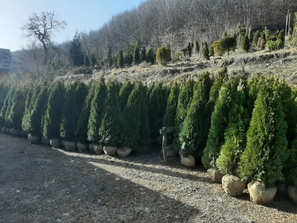 plante ornamentale amenajări gradini