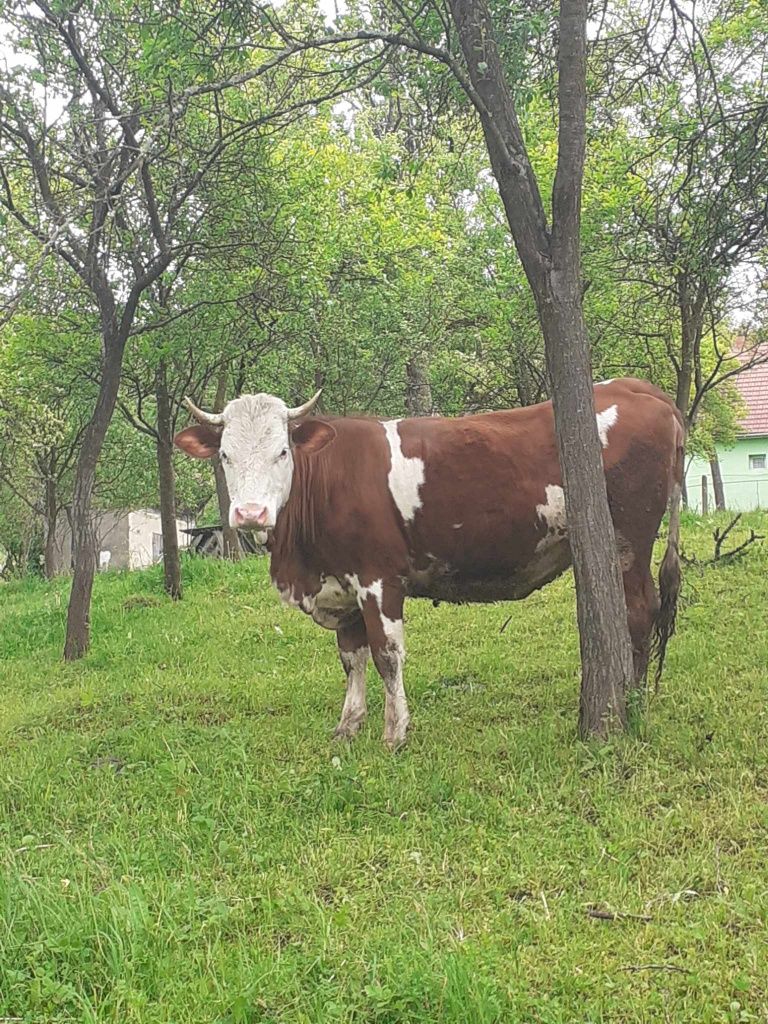 Jurincă de vănzare