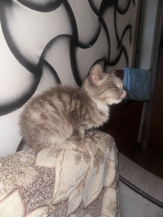 Котенок ищет дом