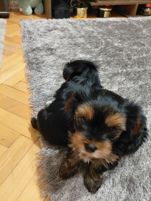 Продавам куче Йорки териер