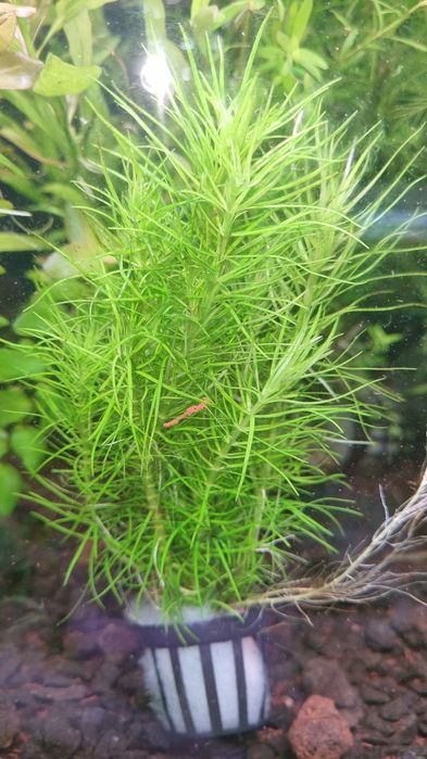 Аквариумни растения