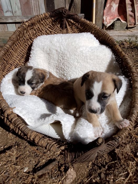 Подарявам кученца