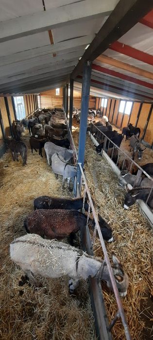 Lapte de măgăriță