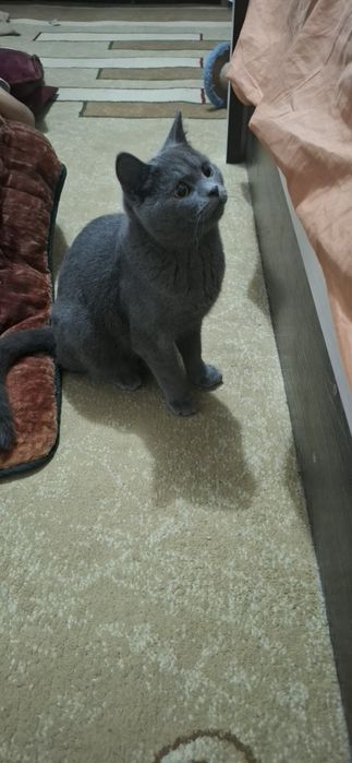 Вязка бесплатно  шотландский стрите