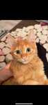 Котёнок(мальчик)
