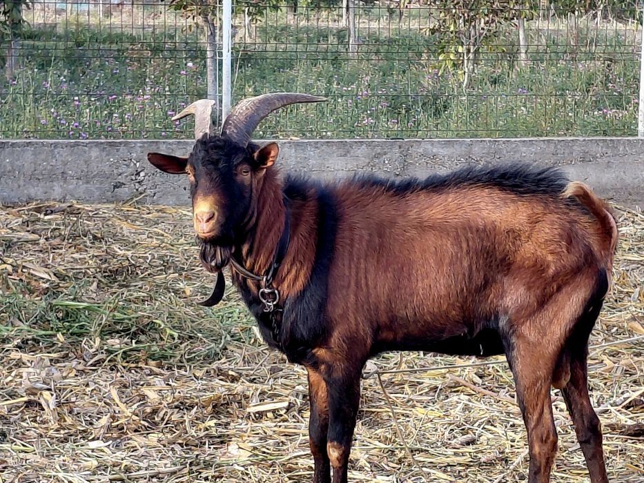 Capre și țap de vânzare
