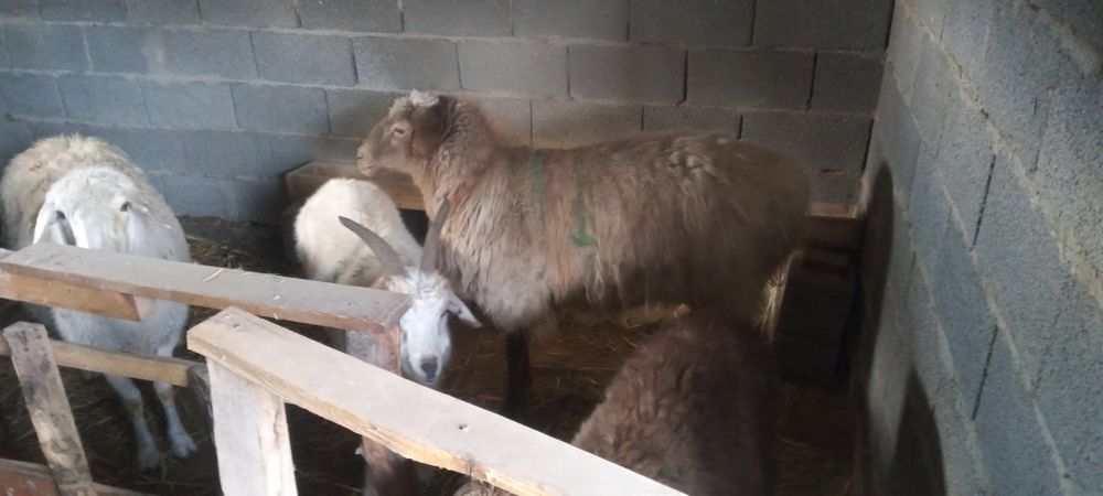 Ешки сатам 40т кой 80 т