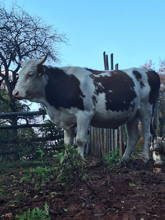 Vând junincă si vaca  cu vițel