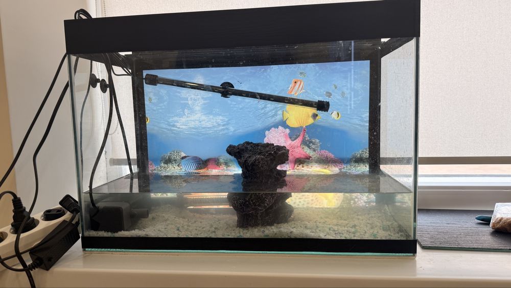 Аквариум с маленькой черепахой