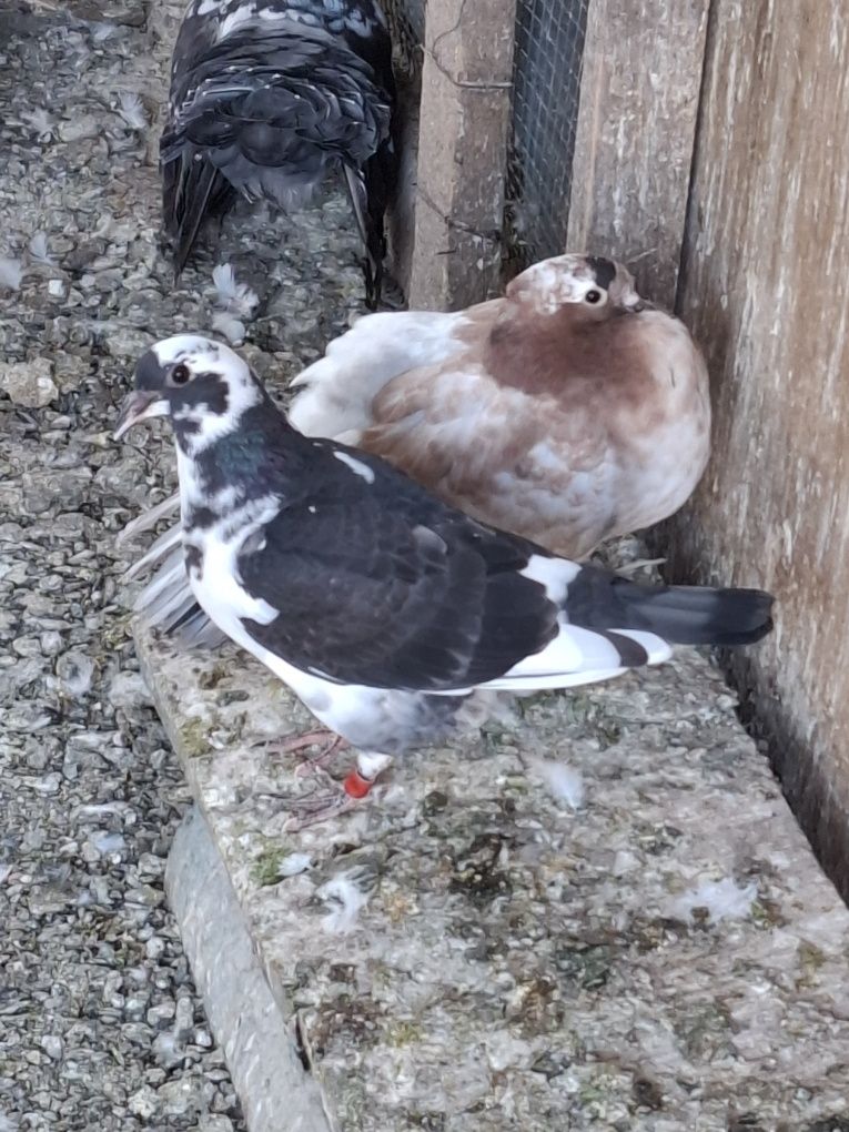 Porumbei voiajori pui